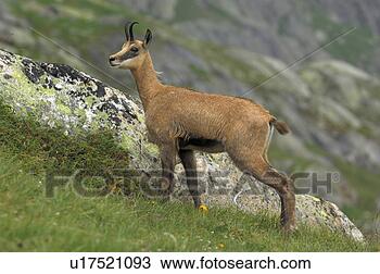 Stock Photo - even-toed ungulates, 
 animal,  cornet, 
 bernese,  antlers, 
 gaemse. fotosearch 
- search stock 
photos, pictures, 
images, and photo 
clipart