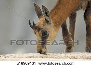Stock Photography - even-toed ungulates, 
 animal,  cornet, 
 bernese,  antlers, 
 gaemse. fotosearch 
- search stock 
photos, pictures, 
images, and photo 
clipart