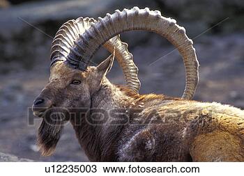Stock Photo - horntraeger, animals, 
astronomy. fotosearch 
- search stock 
photos, pictures, 
images, and photo 
clipart