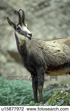 Stock Photo - horntraeger, animals, 
body, bovidae. 
fotosearch - search 
stock photos, 
pictures, images, 
and photo clipart