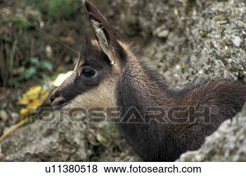 Stock Photo - horntraeger, animals, 
bovidae, chamois. 
fotosearch - search 
stock photos, 
pictures, images, 
and photo clipart
