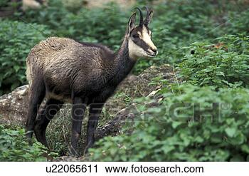 Stock Photography - horntraeger, animals, 
bovidae, chamois. 
fotosearch - search 
stock photos, 
pictures, images, 
and photo clipart