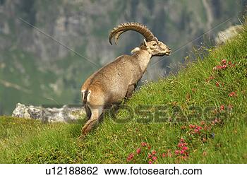 Stock Photo - wiesen,  weide, 
 alpenrosen,  
alpensteinbock, 
 alpensteinboecke. 
fotosearch - search 
stock photos, 
pictures, images, 
and photo clipart
