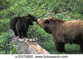 Stock Photography - arctos, brown, 
bears, bear, animals. 
fotosearch - search 
stock photos, 
pictures, images, 
and photo clipart