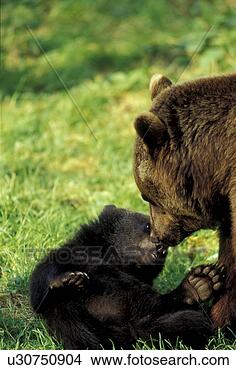 Stock Photo - arctos, brown, 
bears, bear, animals. 
fotosearch - search 
stock photos, 
pictures, images, 
and photo clipart