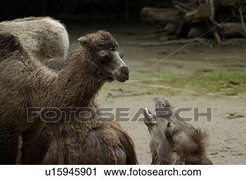 Stock Photography - baby, bub, fur, 
coat, skin, pelt. 
fotosearch - search 
stock photos, 
pictures, images, 
and photo clipart