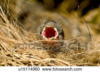 Stock Photography - beige, animals, 
beak, bawl, aves, 
alfred. fotosearch 
- search stock 
photos, pictures, 
images, and photo 
clipart