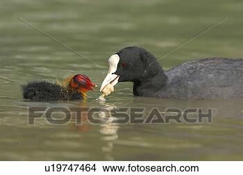 Stock Photo - blaesshuhner, 
atra, blaesshuhn, 
bird, biddy, animal. 
fotosearch - search 
stock photos, 
pictures, images, 
and photo clipart