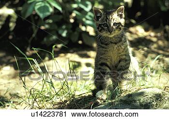 Stock Photography - carnivora, cat, 
carnivore, animals. 
fotosearch - search 
stock photos, 
pictures, images, 
and photo clipart
