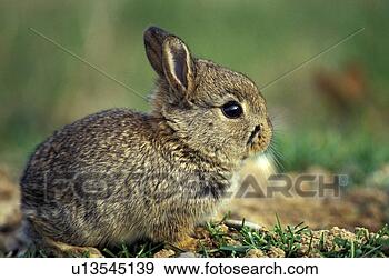 Stock Photograph - erde, animals, 
brown, bunny. 
fotosearch - search 
stock photos, 
pictures, images, 
and photo clipart
