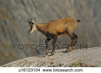 Stock Photo - even-toed ungulates, 
 animal,  cornet, 
 bernese,  antlers, 
 gaemse. fotosearch 
- search stock 
photos, pictures, 
images, and photo 
clipart