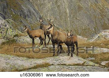 Stock Photography - even-toed ungulates, 
 animal,  cornet, 
 bernese,  antlers, 
 gaemse. fotosearch 
- search stock 
photos, pictures, 
images, and photo 
clipart