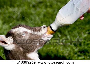 Stock Photograph - saeugetier, coat, 
goat, drink, cute, 
alfred. fotosearch 
- search stock 
photos, pictures, 
images, and photo 
clipart