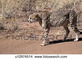Stock Photo - beige, africa, 
animals, african, 
africa, acinonyx. 
fotosearch - search 
stock photos, 
pictures, images, 
and photo clipart