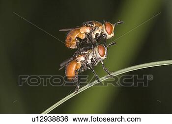 Stock Photo - cohabitation, 
couple, alfred. 
fotosearch - search 
stock photos, 
pictures, images, 
and photo clipart