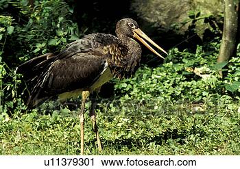 Stock Photography - federn, animals, 
aves, beak. fotosearch 
- search stock 
photos, pictures, 
images, and photo 
clipart