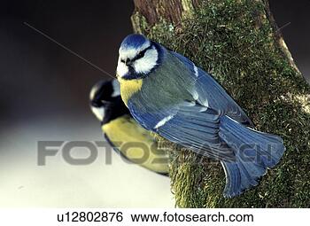 Stock Photo - federn, animals, 
aves, bird. fotosearch 
- search stock 
photos, pictures, 
images, and photo 
clipart