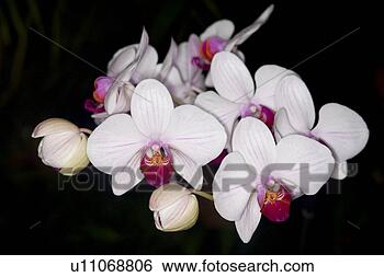 Stock Photo - freigestellt, 
alfred, bloom, 
bloomer, blooming, 
blooms. fotosearch 
- search stock 
photos, pictures, 
images, and photo 
clipart