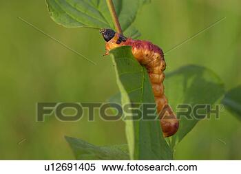 Stock Image - buss, animal, 
bugs, brown, black, 
alexandra. fotosearch 
- search stock 
photos, pictures, 
images, and photo 
clipart