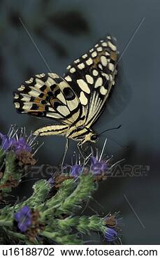 Stock Photo - butterfly, animals, 
botany, blossom, 
bloom, close, 
abloom. fotosearch 
- search stock 
photos, pictures, 
images, and photo 
clipart
