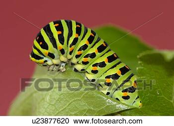 Stock Photography - coloration, farbenvielfalt, 
flügeltiere, fluginsekten, 
form. fotosearch 
- search stock 
photos, pictures, 
images, and photo 
clipart