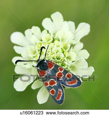 Stock Photo - day, blue, close-up, 
close, butterfly, 
alfred. fotosearch 
- search stock 
photos, pictures, 
images, and photo 
clipart