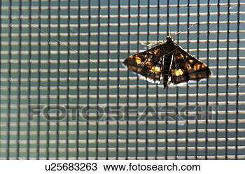 Stock Photo - gittermuster, 
 aspiration,  
back light,  background, 
 butterfly. fotosearch 
- search stock 
photos, pictures, 
images, and photo 
clipart