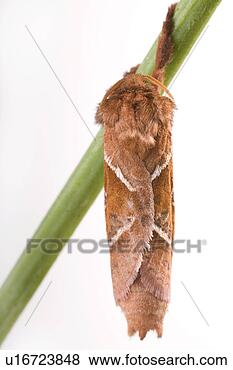 Stock Photo - wiesenbewohner, 
freigestellt, 
alfred, animal, 
animals, butterflies. 
fotosearch - search 
stock photos, 
pictures, images, 
and photo clipart