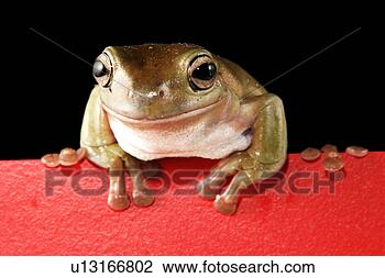 Stock Photo - animals, caerulea, 
body, black, alfred. 
fotosearch - search 
stock photos, 
pictures, images, 
and photo clipart