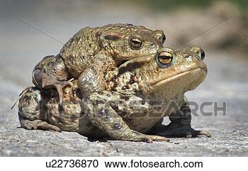 Stock Photography - cohabitation, 
day, couple, animals. 
fotosearch - search 
stock photos, 
pictures, images, 
and photo clipart