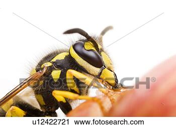 Stock Photography - befallen, animal, 
apples, apple, 
animals, alfred. 
fotosearch - search 
stock photos, 
pictures, images, 
and photo clipart