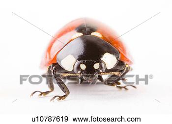 Stock Photograph - coccinella 7 punctata, 
 coccinella 7-punctata, 
 coccinellia. 
fotosearch - search 
stock photos, 
pictures, images, 
and photo clipart
