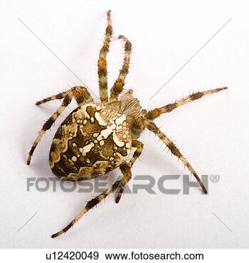 Stock Photograph - freigestellt, 
wiesenbewohner, 
alfred, animal, 
animals, arachnid. 
fotosearch - search 
stock photos, 
pictures, images, 
and photo clipart