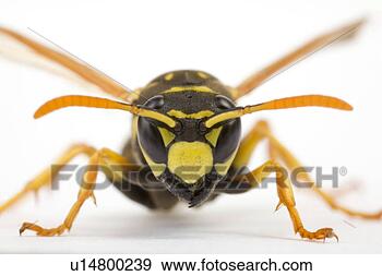 Stock Photograph - wasp, close-up, 
schauhuber, insect, 
indoor photo, 
alfred. fotosearch 
- search stock 
photos, pictures, 
images, and photo 
clipart