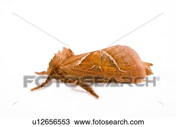 Stock Photo - wiesenbewohner, 
freigestellt, 
alfred, animal, 
animals, butterflies. 
fotosearch - search 
stock photos, 
pictures, images, 
and photo clipart