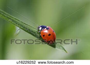 Stock Photo - animals, day, 
coccinella, austria, 
alfred. fotosearch 
- search stock 
photos, pictures, 
images, and photo 
clipart