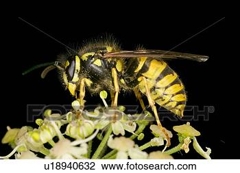 Stock Photo - blooming, animal, 
bloomer, bloom, 
animals, alfred. 
fotosearch - search 
stock photos, 
pictures, images, 
and photo clipart