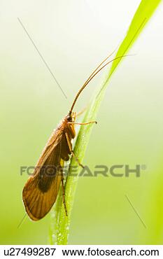 Picture - close-up, animal, 
blades of grass, 
blade of grass, 
animals, alfred. 
fotosearch - search 
stock photos, 
pictures, images, 
and photo clipart