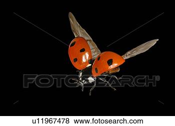 Stock Photo - close-up, animals, 
close, black, 
austria, alfred. 
fotosearch - search 
stock photos, 
pictures, images, 
and photo clipart