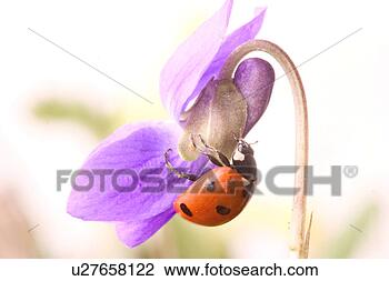 Banco de Imagem - coccinella,  alfred, flor,  flor, animais,  abloom. fotosearch - busca de fotos, imagens e clipart