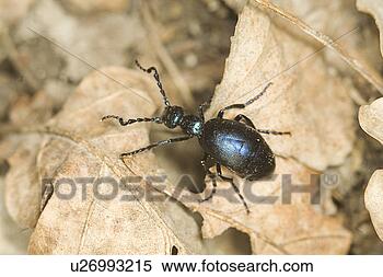 Stock Image - deciduous forest, 
animal, deciduous, 
beetle, animals, 
alfred. fotosearch 
- search stock 
photos, pictures, 
images, and photo 
clipart