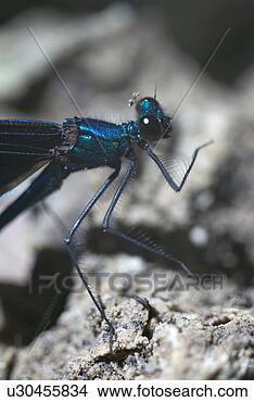 Stock Photo - dock, binsenjungfer, 
construction, 
close-up, blue, 
dragonfly, animal. 
fotosearch - search 
stock photos, 
pictures, images, 
and photo clipart