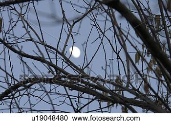 Stock Photography - burgdorf, berne, 
branches, blue, 
big, distance, 
abenddaemmnerung. 
fotosearch - search 
stock photos, 
pictures, images, 
and photo clipart