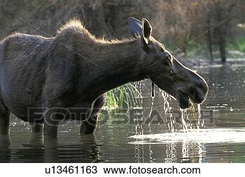 Stock Photo - animals, brown, 
alces. fotosearch 
- search stock 
photos, pictures, 
images, and photo 
clipart