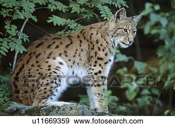 Stock Photograph - bavaria, bavarian, 
carnivore, carnivores, 
eurasische, felinely, 
forest. fotosearch 
- search stock 
photos, pictures, 
images, and photo 
clipart