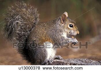 Stock Photo - hoernchen, animals, 
brown. fotosearch 
- search stock 
photos, pictures, 
images, and photo 
clipart