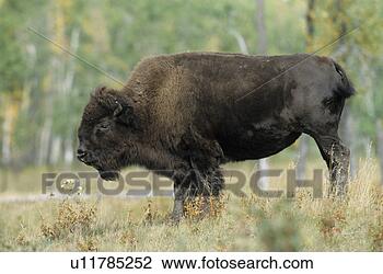 Stock Photo - horntraeger, alberta, 
american, animal, 
animals, bison, 
bisonkuehe. fotosearch 
- search stock 
photos, pictures, 
images, and photo 
clipart