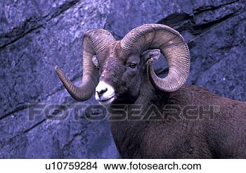 Stock Photo - horntraeger, america, 
america, ammon, 
animals. fotosearch 
- search stock 
photos, pictures, 
images, and photo 
clipart