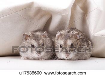 Stock Photography - animal, curiosity, 
close-up, animals, 
alfred. fotosearch 
- search stock 
photos, pictures, 
images, and photo 
clipart