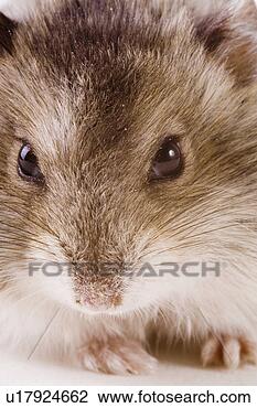 Stock Photo - animal, curiosity, 
close-up, animals, 
alfred. fotosearch 
- search stock 
photos, pictures, 
images, and photo 
clipart